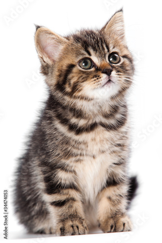 Photo: British kitten on white background British kitten on white background