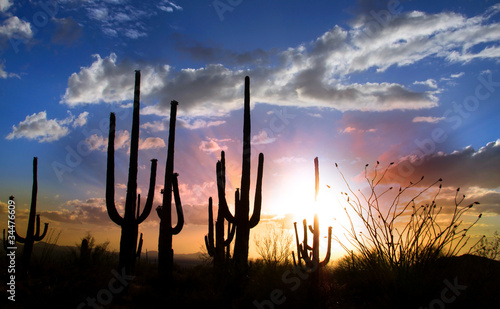 Photo: Sun set and Saguaro cactus in Saguaro national park Sun set and Saguaro cactus in Saguaro national park