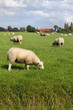 Photo: Grazing sheep with farm in background Grazing sheep with farm in background