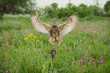 Eagle Owl