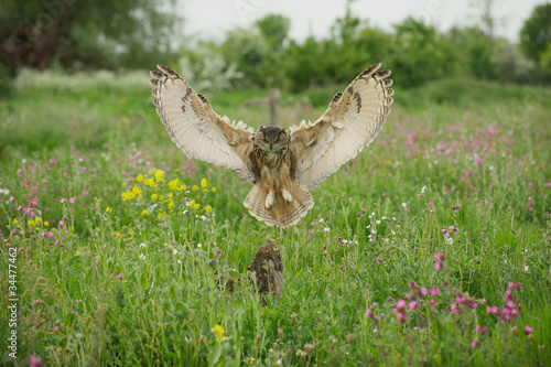 Photo: Eagle Owl Eagle Owl