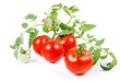 Images : Harvest tomatoes, green stalk