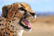 Foto: guépard la gueule ouverte guépard la gueule ouverte