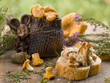 mouse with chanterelles