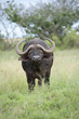 Buffalo eating grass