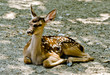 Roe deer resting in the city zoo