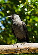 Magpie perched on a tree branch