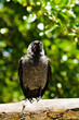 Magpie perched on a tree branch