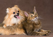 Photo en ligne au meilleur prix Cat and puppy  in studio