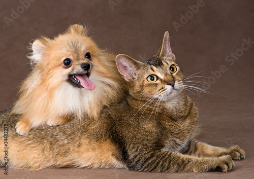 Photo: Cat and puppy in studio Cat and puppy in studio
