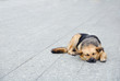 Dog on the sidewalk Dog on the sidewalk