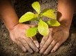 Dirty and muddy of male hands and tree ground plant