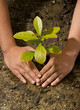 Dirty and muddy of male hands and tree ground plant