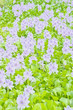 Water Hyacinth