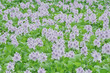 Water Hyacinth