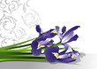 Bouquet of blooming irises