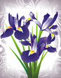 Bouquet of blooming irises