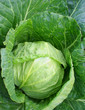 Cabbage