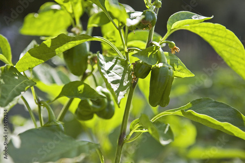Photo: poivrons poivrons