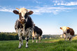 Vache