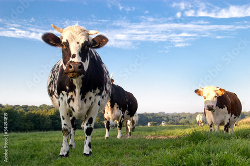 Photo: Vache Vache