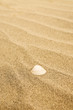 shell in sand