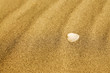 shell on beach