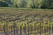Foto: vigne e vigneti-vitis vinifera vigne e vigneti-vitis vinifera