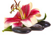 Steine,Lilium