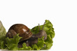 Photo: Escargot sur salade Escargot sur salade