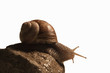Photo: Escargot sur pierre Escargot sur pierre