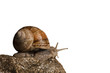 Photo: Escargot de Bourgogne Escargot de Bourgogne