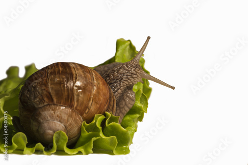 Photo: Escargot sur salade Escargot sur salade