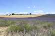 Lavande