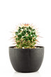 cactus isolated