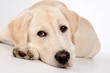 Foto: Hund Hund