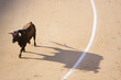 Traditional corrida - bullfighting in spain