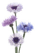 cornflower