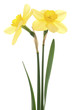 daffodil