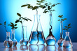 Ecologic laboratory, seedlings Ecologic laboratory, seedlings