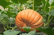 une citrouille dans un jardin