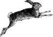 Hase