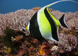 Moorish Idol and Corals Moorish Idol and Corals