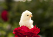 Photo: Chicken little is on the red roses Chicken little is on the red roses