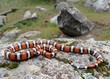 California Mountain Kingsnake, Lampropeltis zonata multicincta