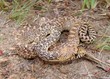 Bull Snake, Pituophis catenifer sayi