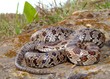 Prairie Kingsnake, Lampropeltis calligaster