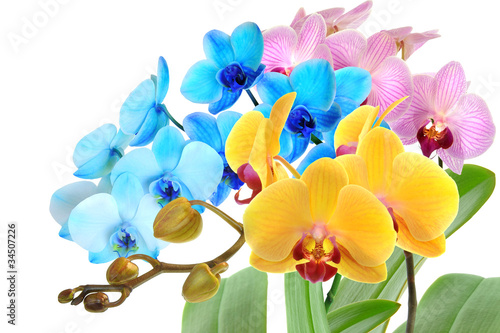 Foto: Orchideen 98 Orchideen 98