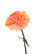 Pink orange Carnation