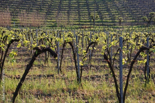 Foto: vigne e vigneti-vitis vinifera vigne e vigneti-vitis vinifera